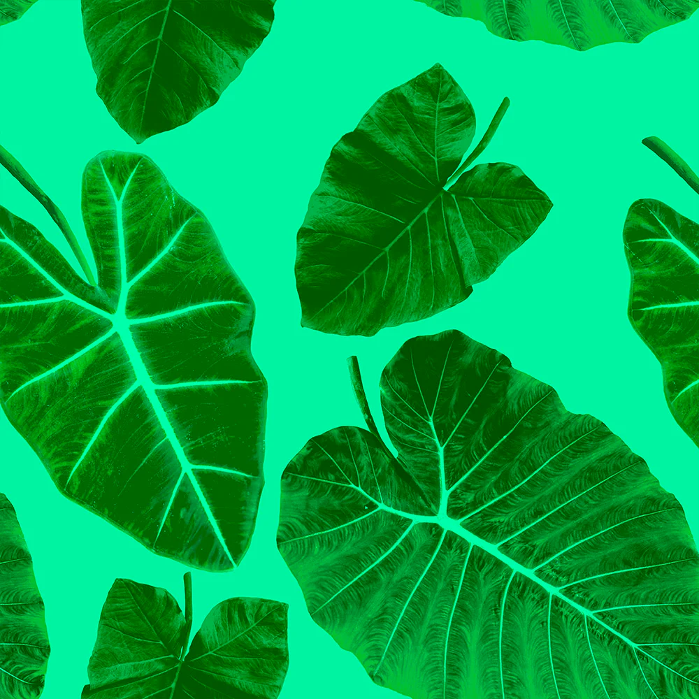 Alocasia Wallpaper