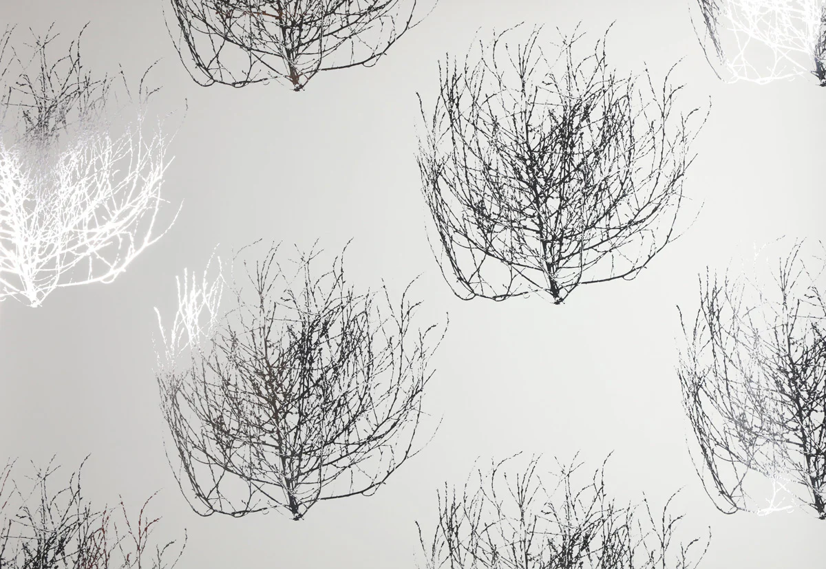 Tumbleweed Wallpaper - Image 4